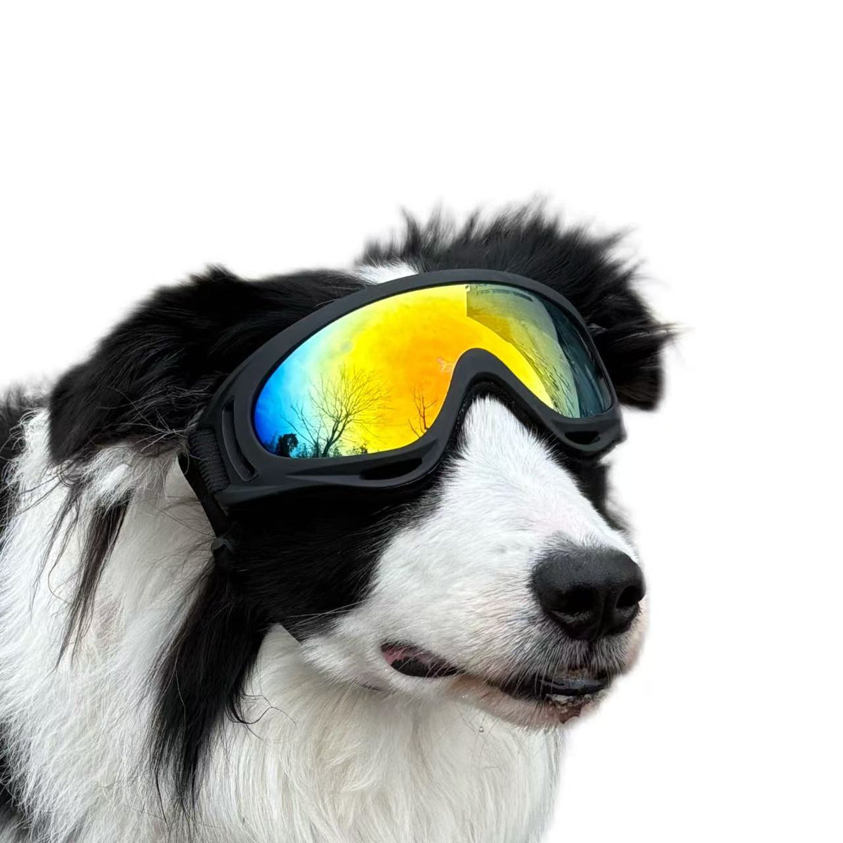 Pet Dog Windproof Goggles With Dual Straps To Prevent Slipping